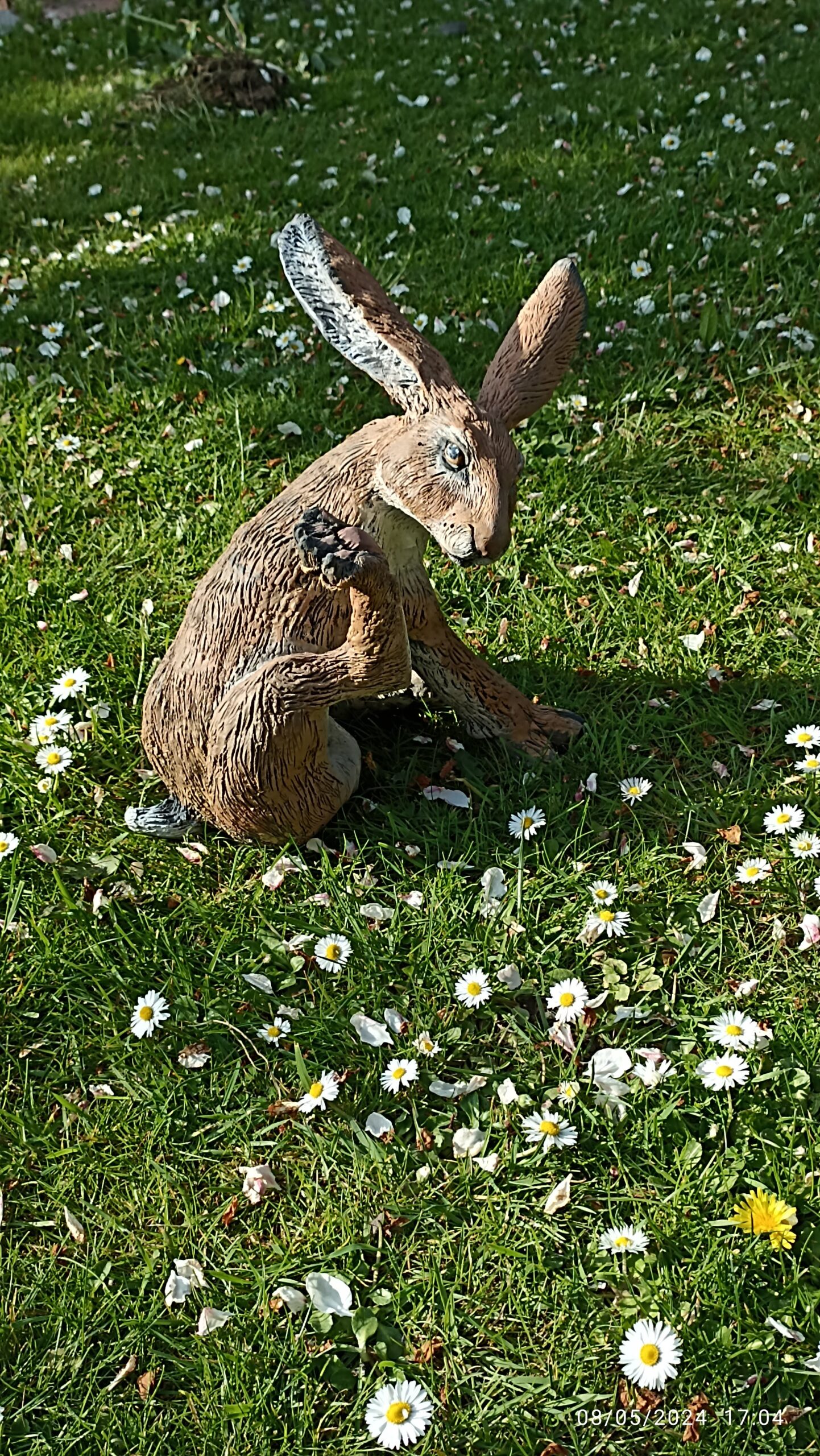 My Hare - Donnas Peterson